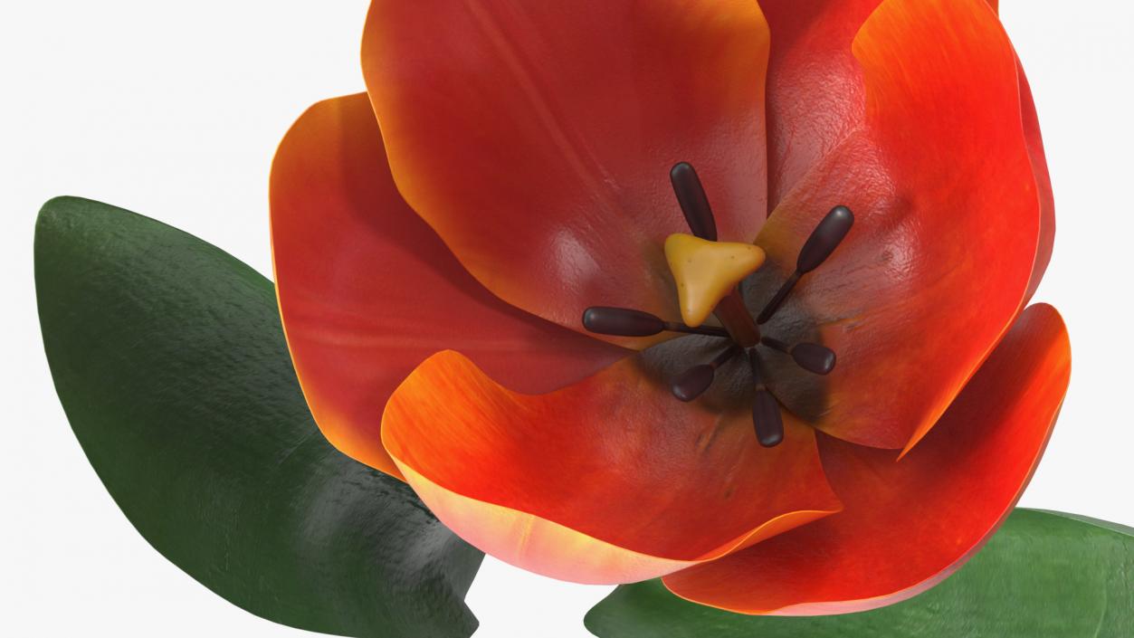 Three Colour Blooming Tulips Set 3D