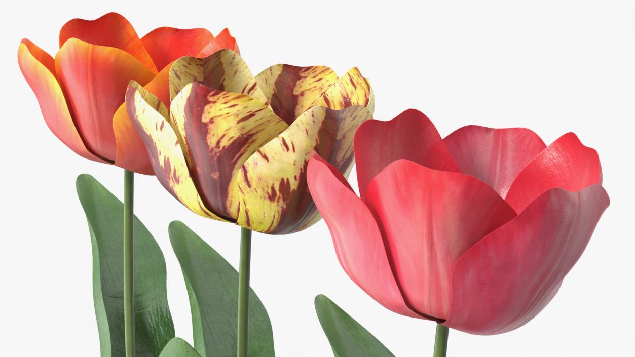 Three Colour Blooming Tulips Set 3D