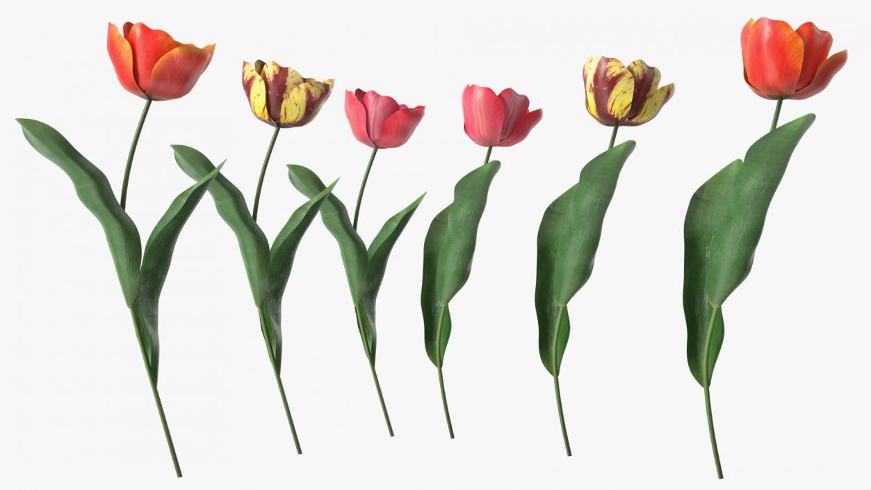 Three Colour Blooming Tulips Set 3D