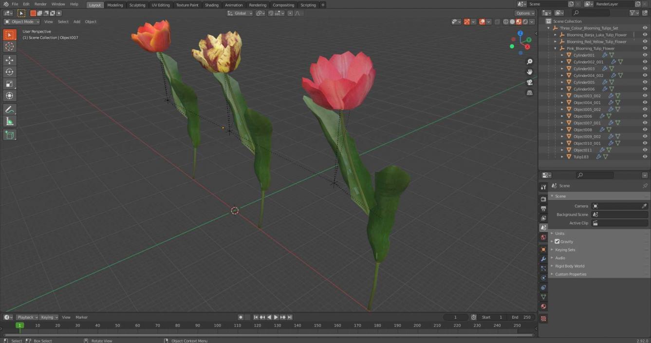 Three Colour Blooming Tulips Set 3D