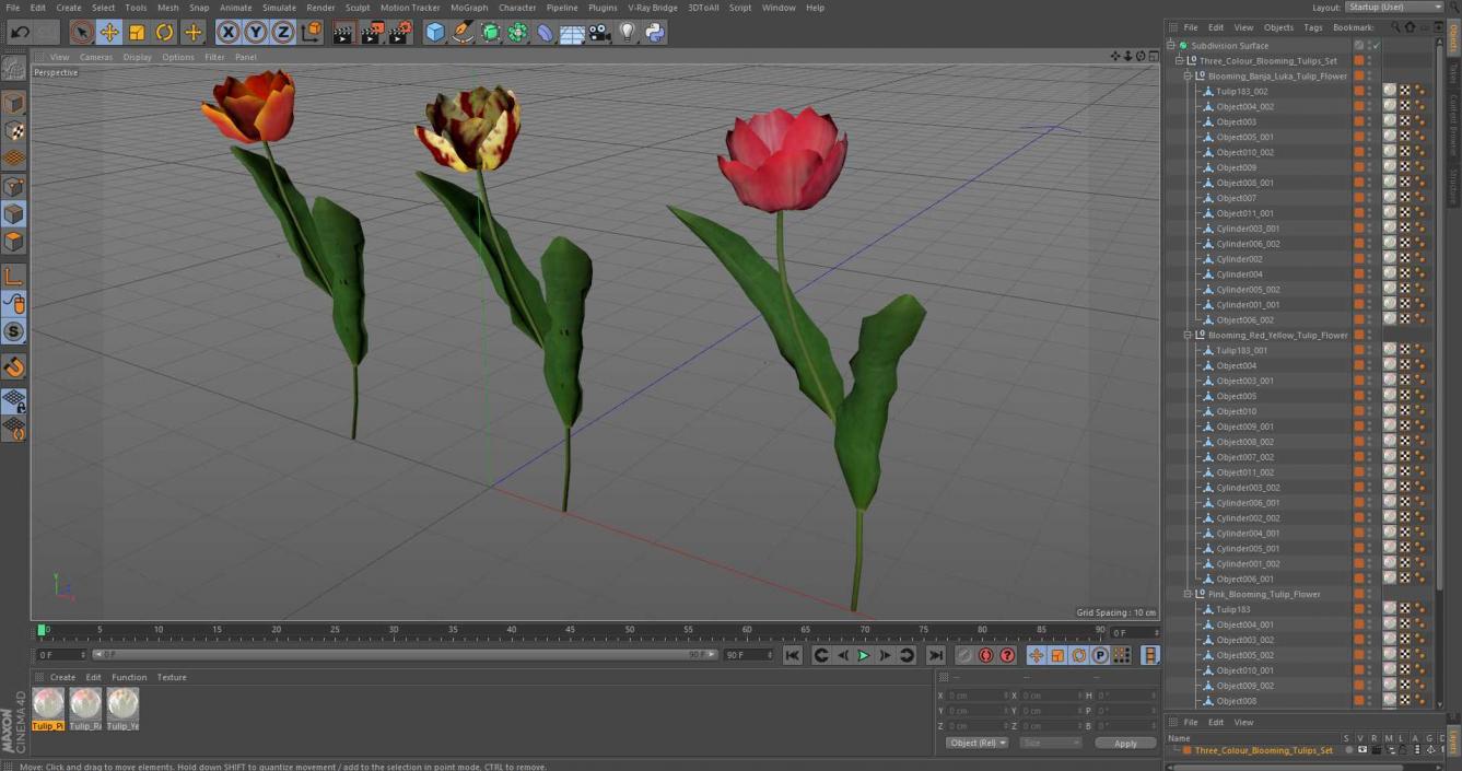 Three Colour Blooming Tulips Set 3D