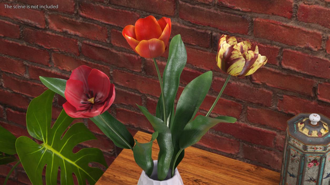 Three Colour Blooming Tulips Set 3D