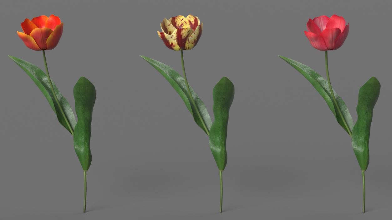 Three Colour Blooming Tulips Set 3D