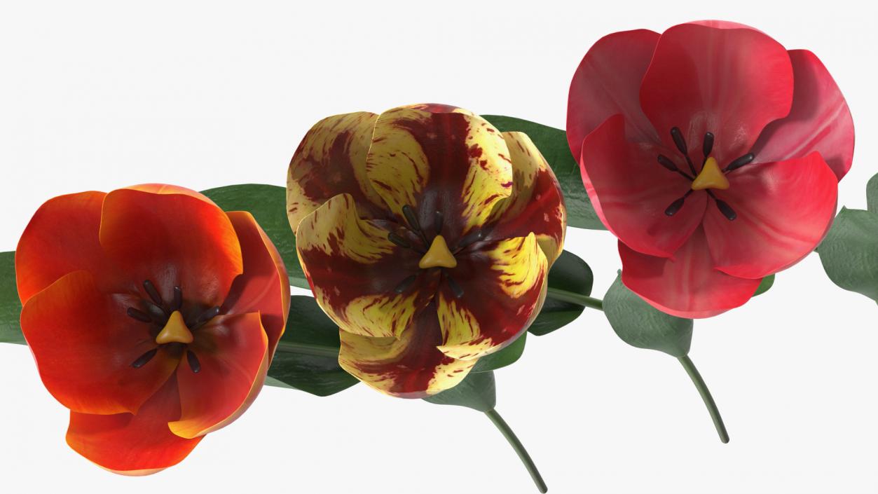 Three Colour Blooming Tulips Set 3D