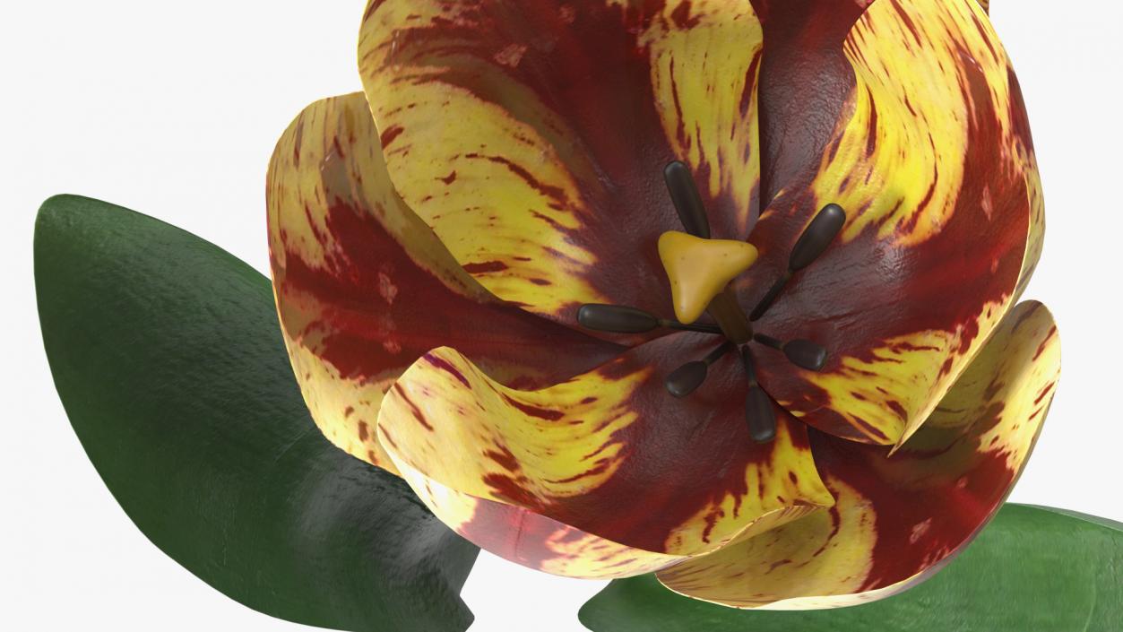 Three Colour Blooming Tulips Set 3D