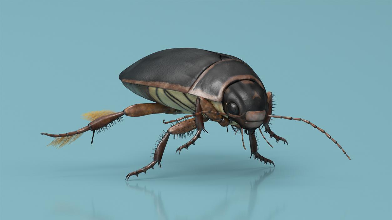 3D Screech Beetle Black Rigged for Maya