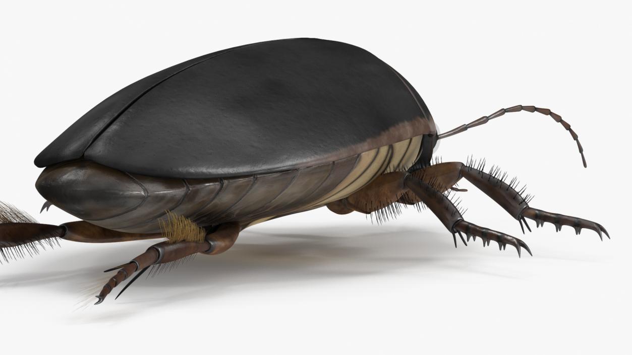 3D Screech Beetle Black Rigged for Maya