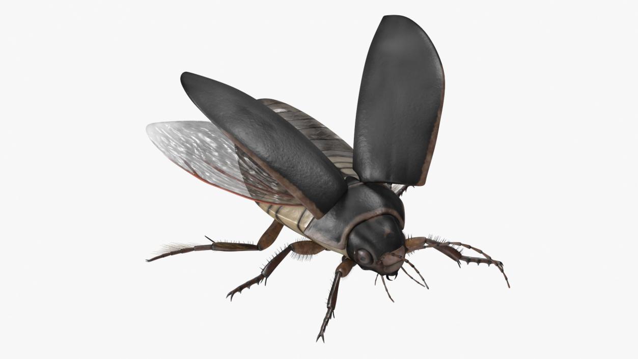 3D Screech Beetle Black Rigged for Maya