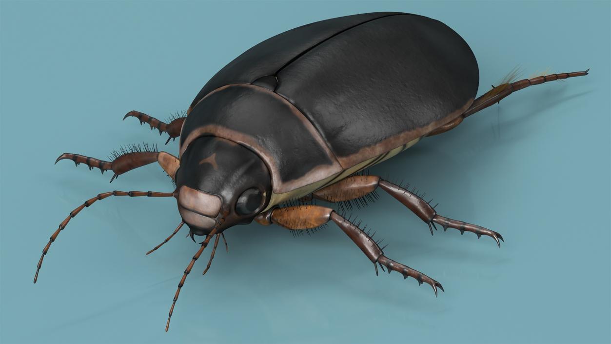 3D Screech Beetle Black Rigged for Maya