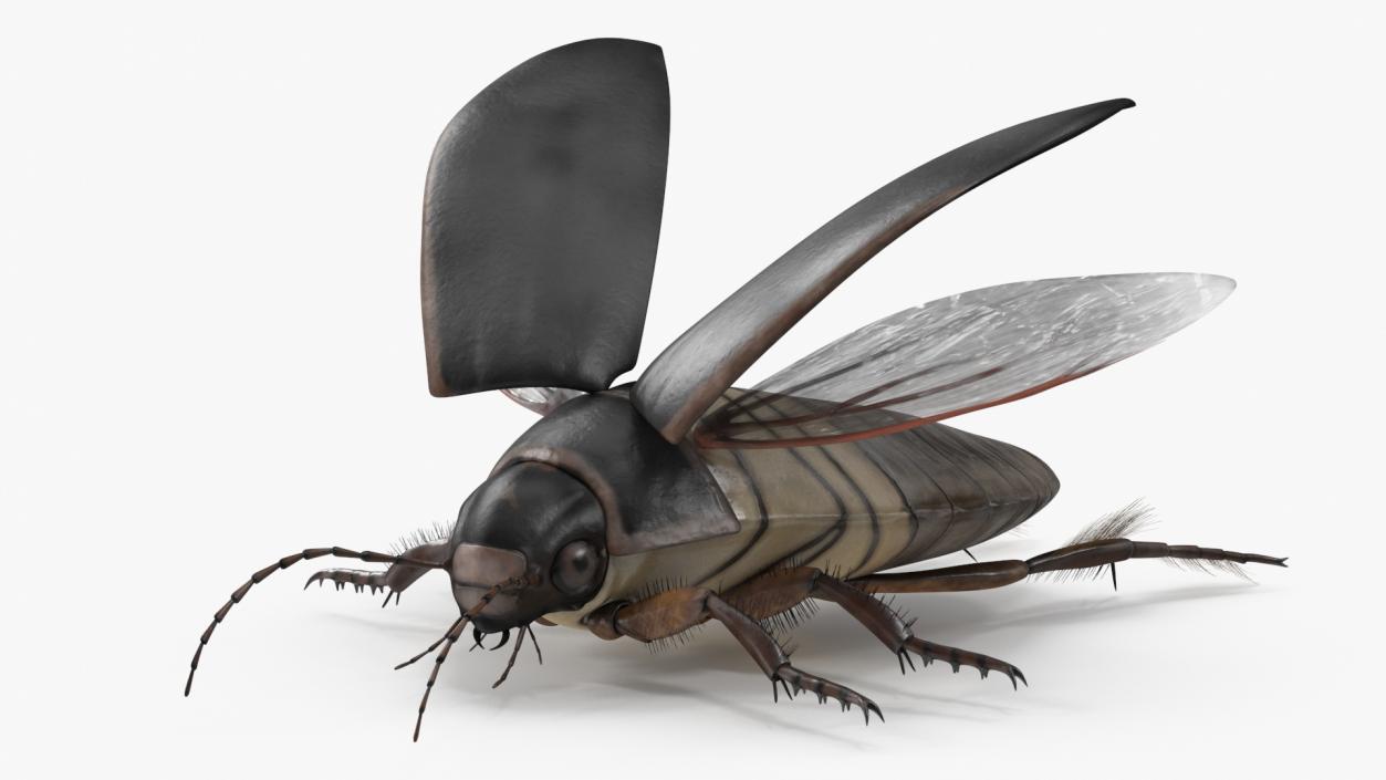 3D Screech Beetle Black Rigged for Maya