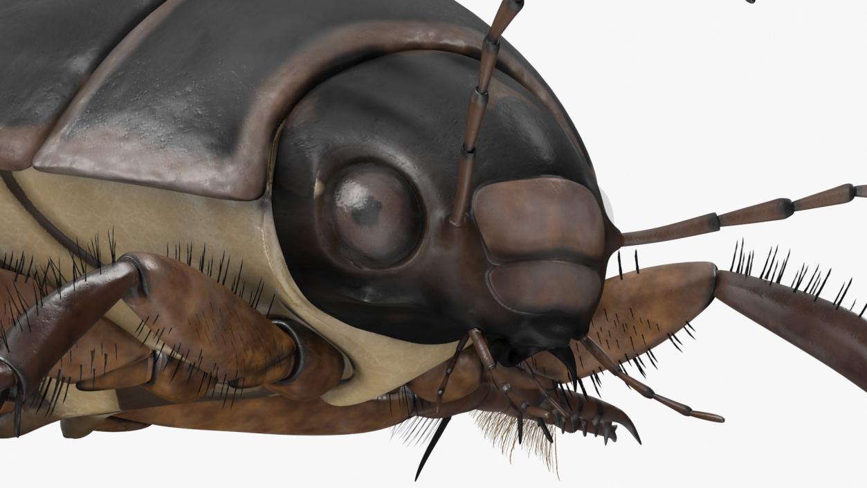 3D Screech Beetle Black Rigged for Maya