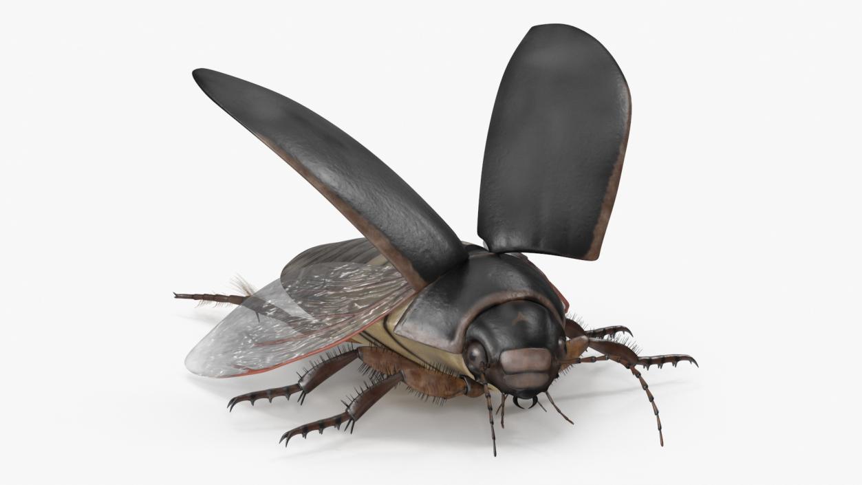 3D Screech Beetle Black Rigged for Maya