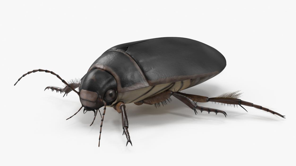 3D Screech Beetle Black Rigged for Maya