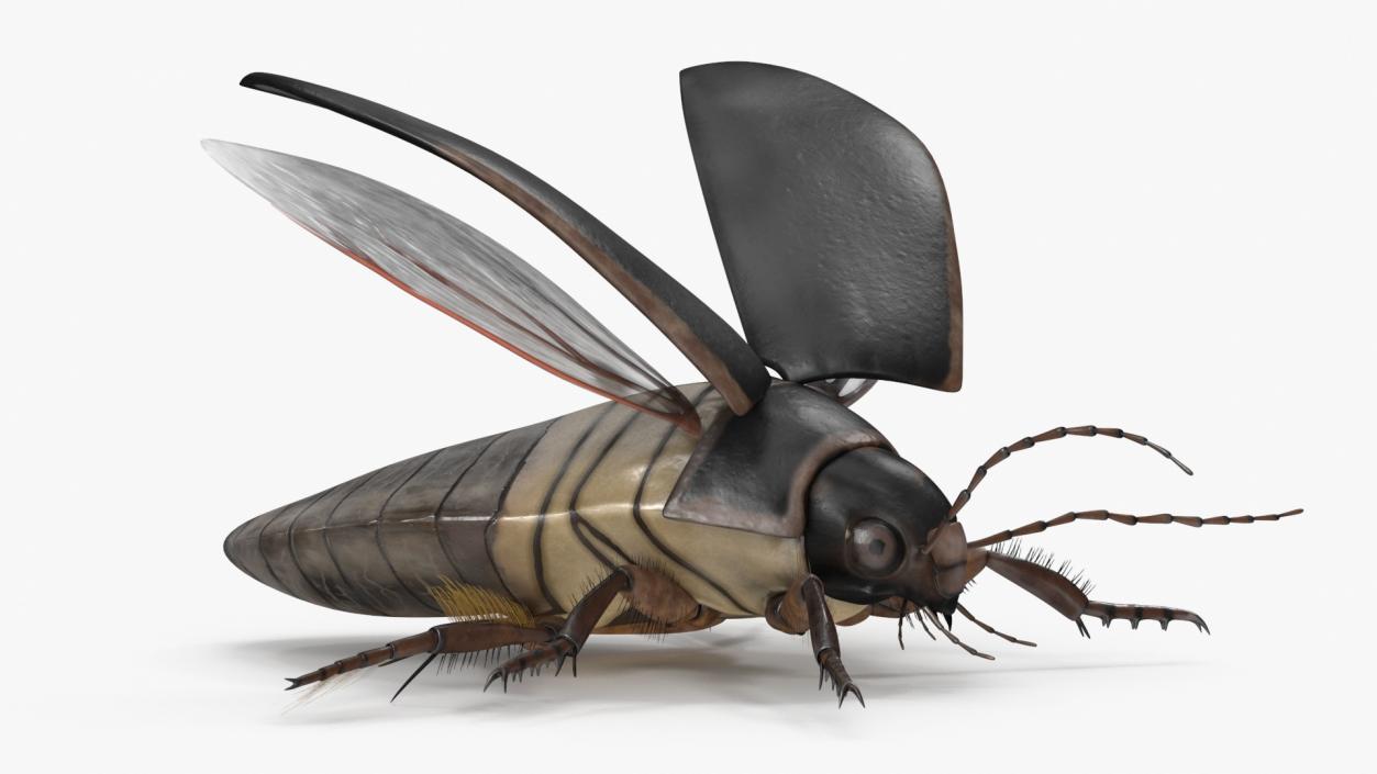 3D Screech Beetle Black Rigged for Maya