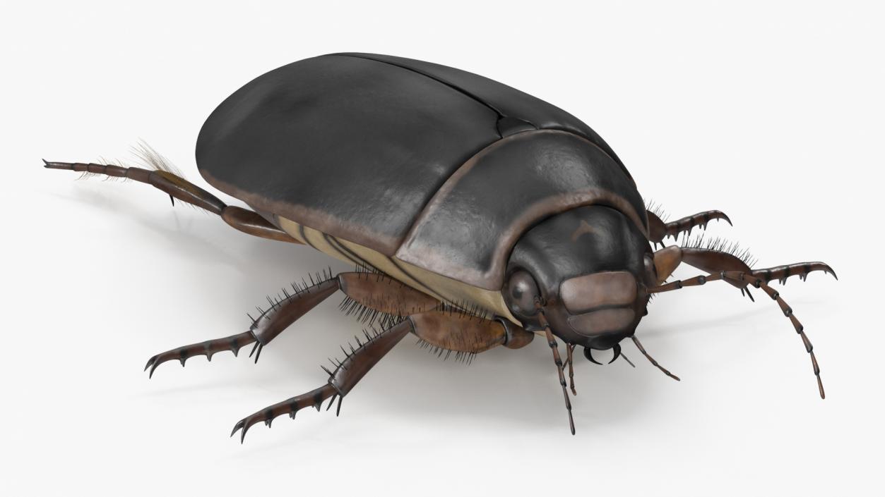 3D Screech Beetle Black Rigged for Maya