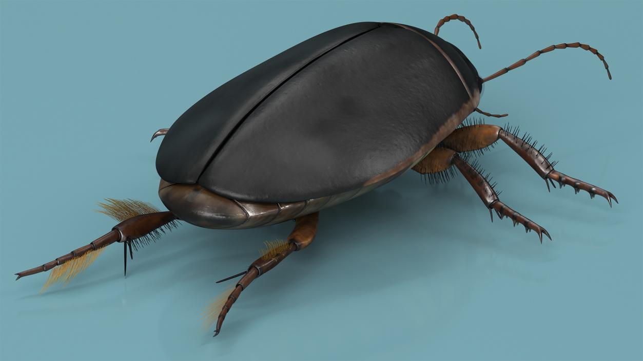 3D Screech Beetle Black Rigged for Maya