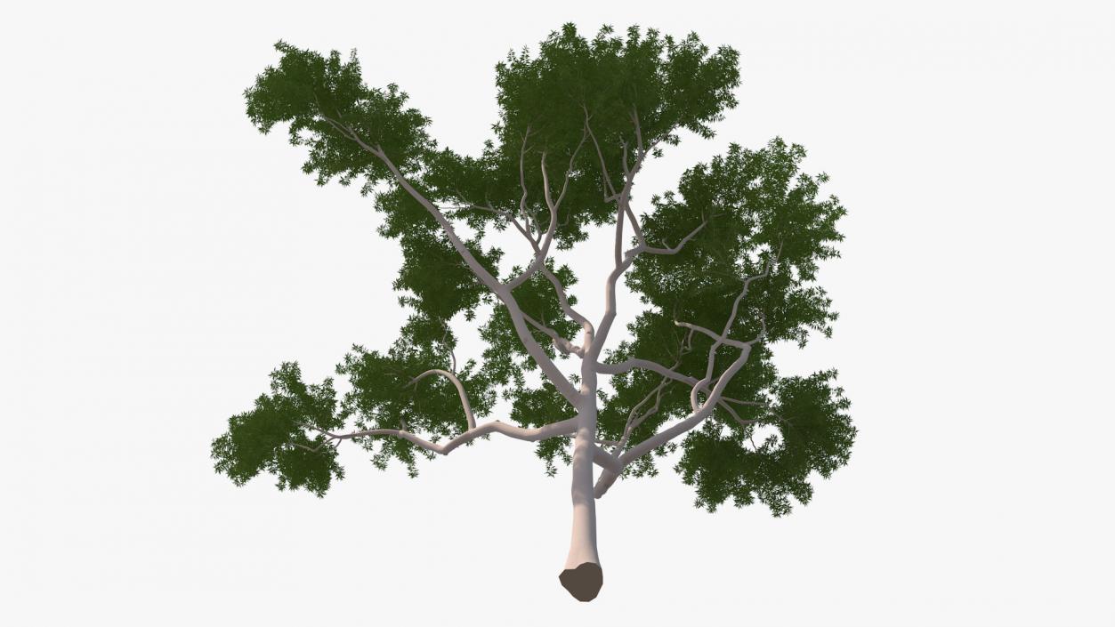 3D model Eucalyptus Tree