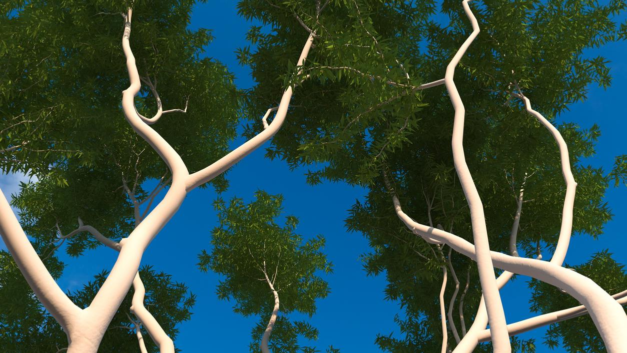 3D model Eucalyptus Tree