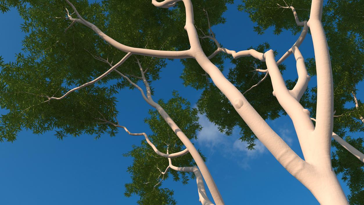 3D model Eucalyptus Tree