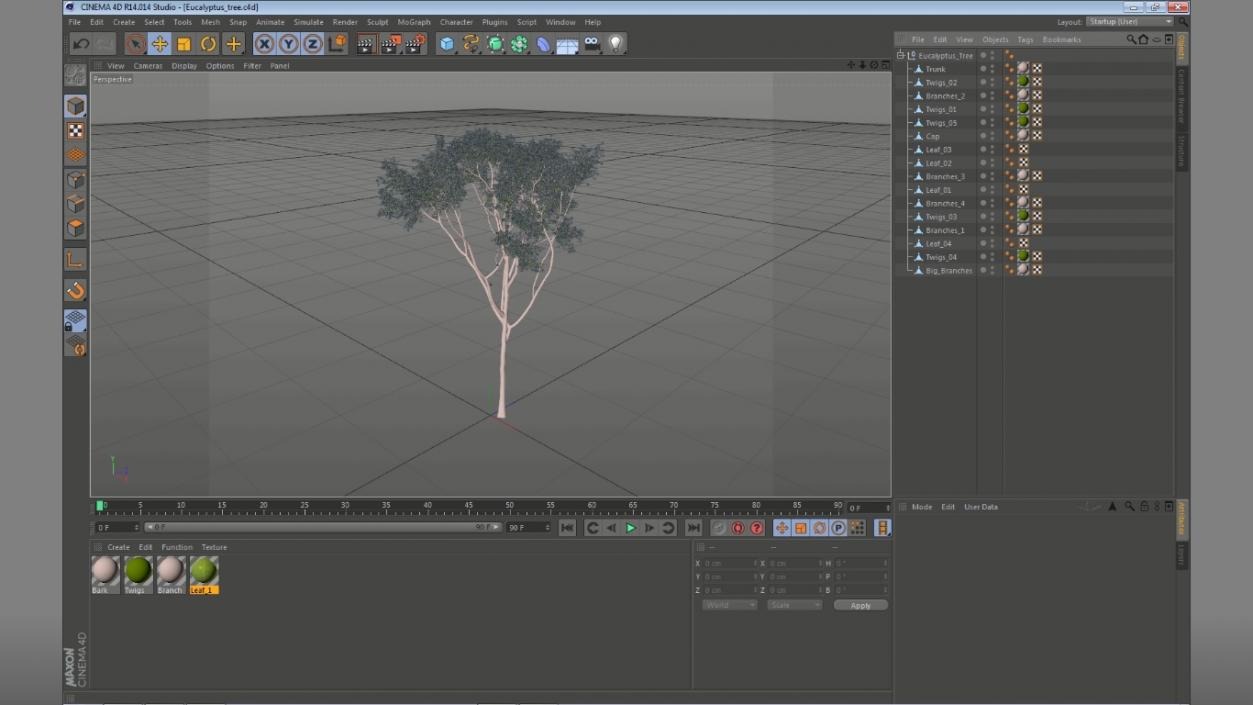 3D model Eucalyptus Tree