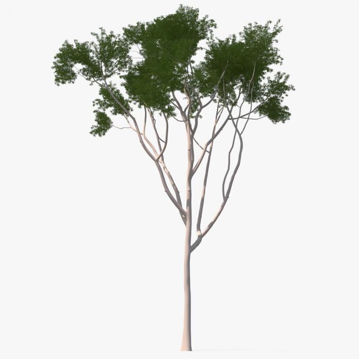 3D model Eucalyptus Tree