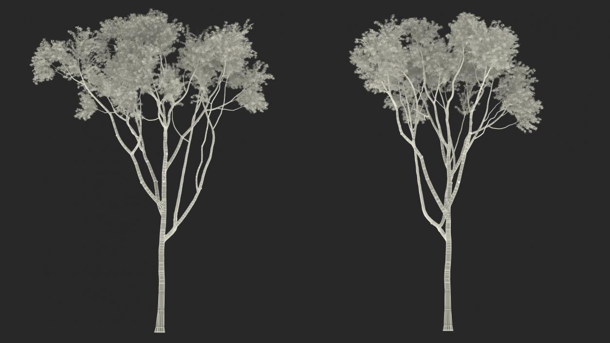 3D model Eucalyptus Tree