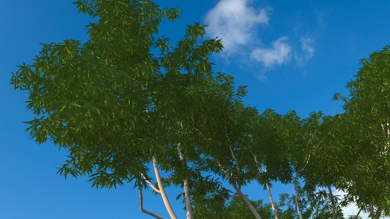 3D model Eucalyptus Tree