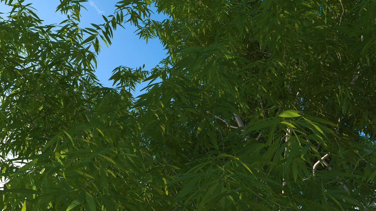 3D model Eucalyptus Tree