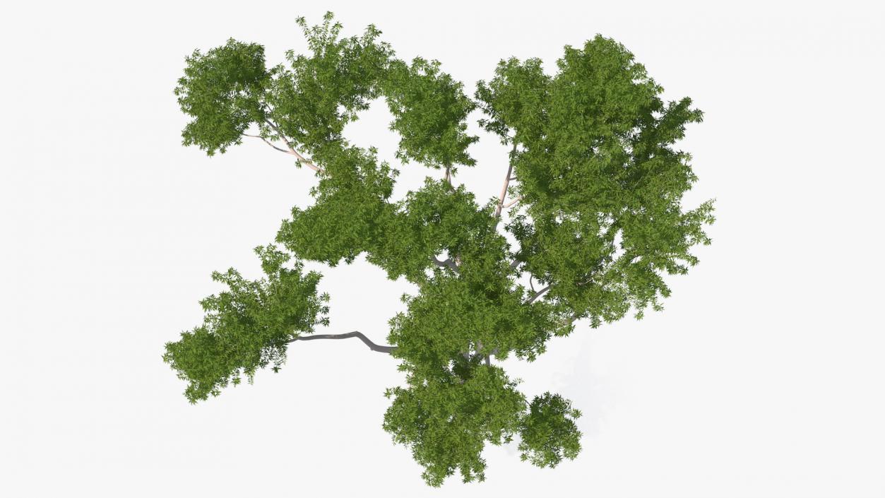 3D model Eucalyptus Tree