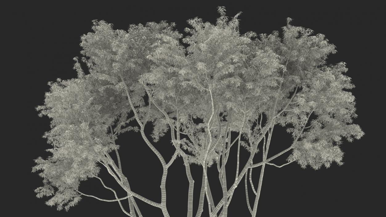 3D model Eucalyptus Tree