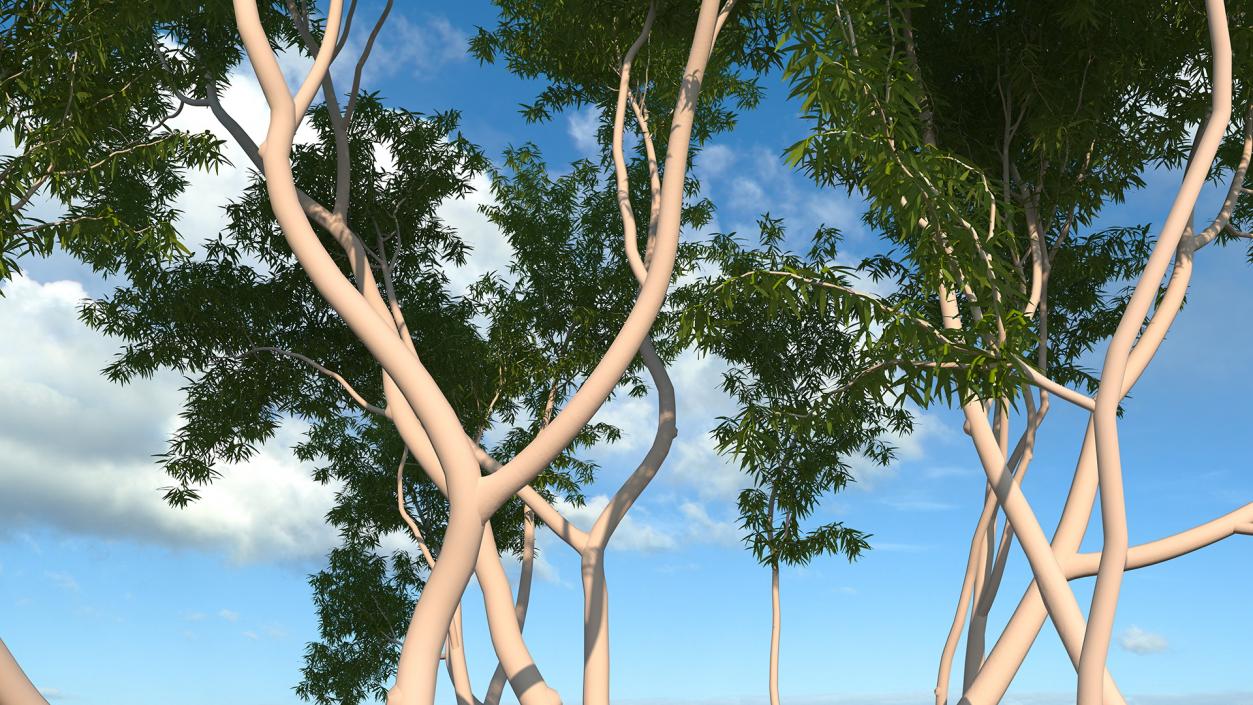 3D model Eucalyptus Tree