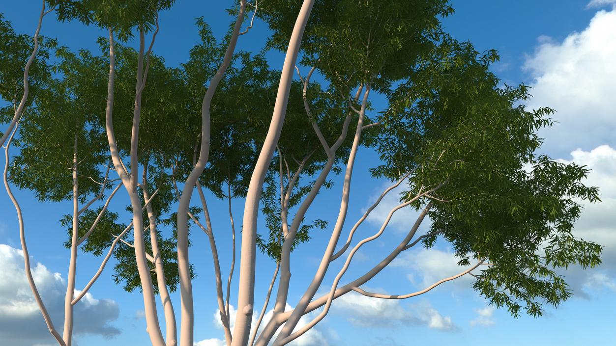 3D model Eucalyptus Tree