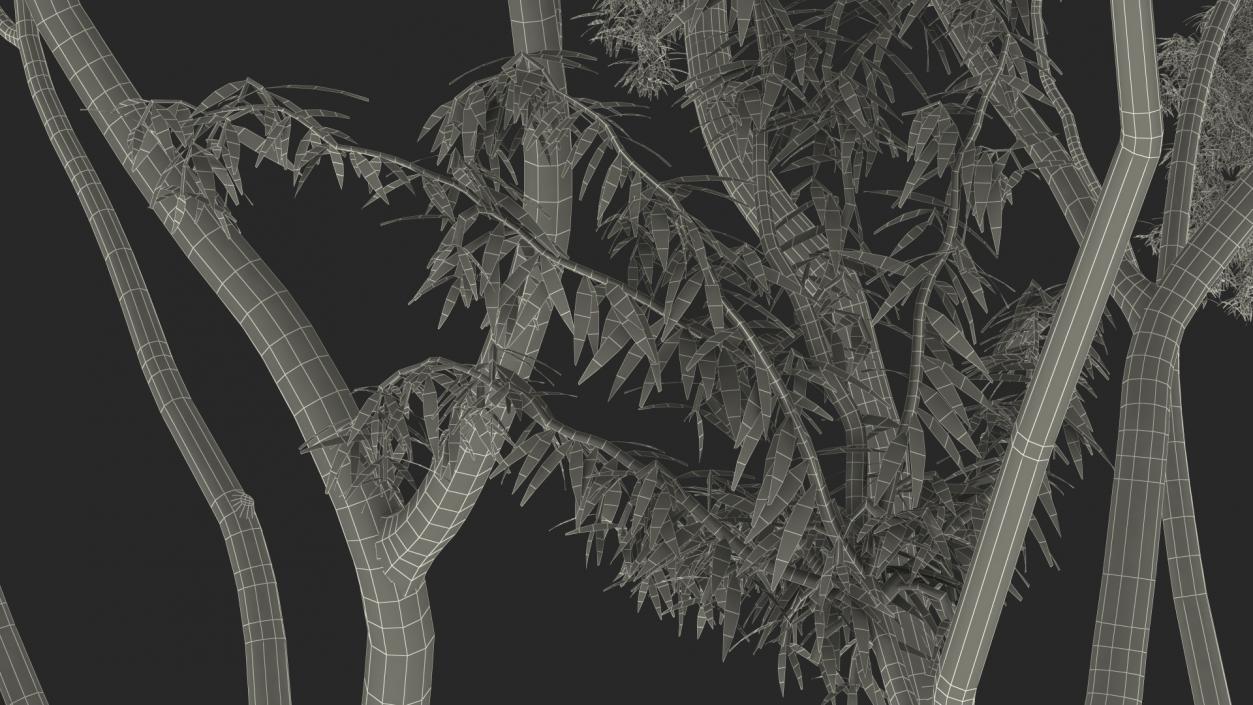 3D model Eucalyptus Tree