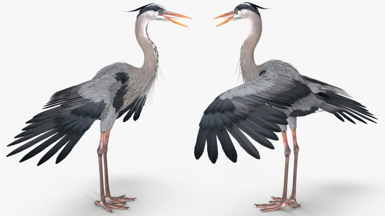 3D model Grey Heron