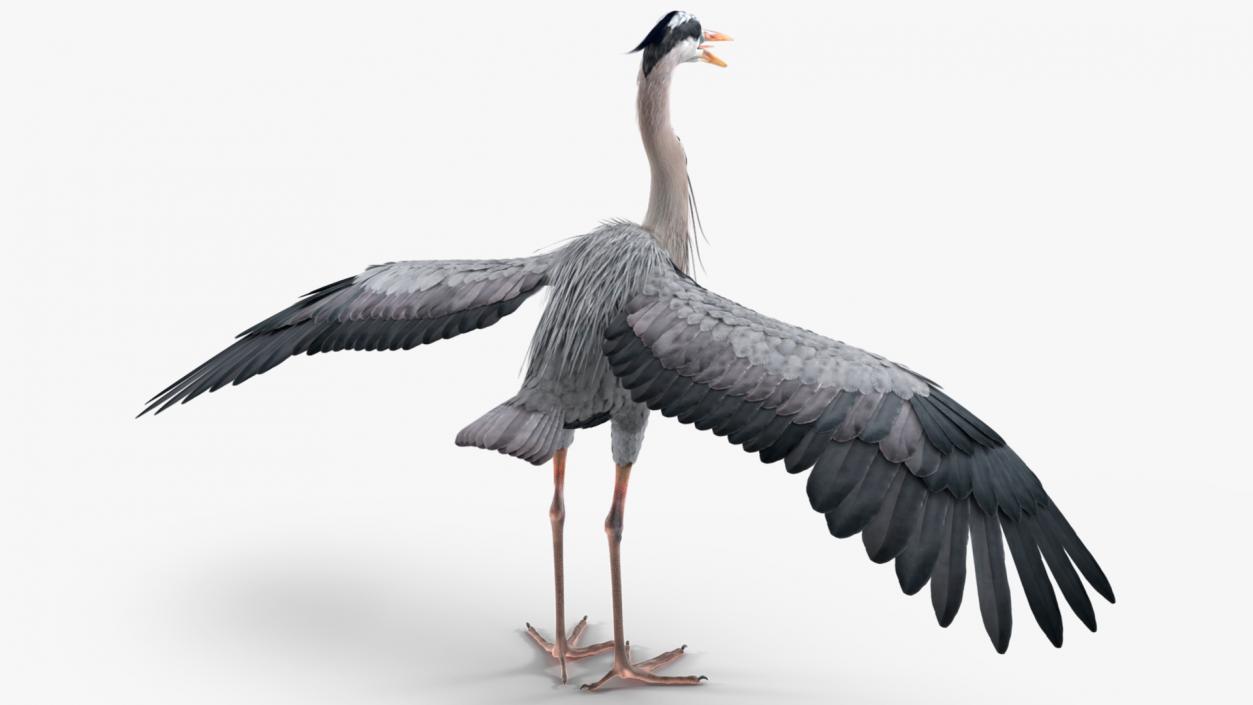 3D model Grey Heron