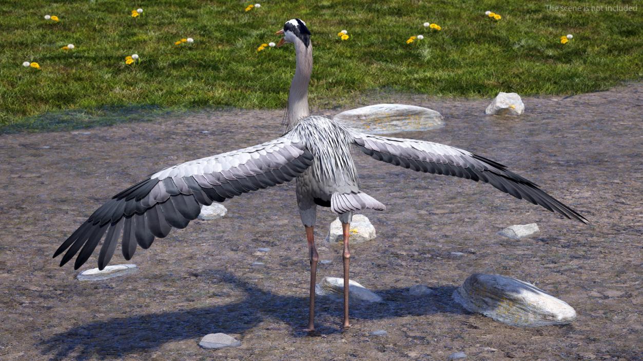 3D model Grey Heron