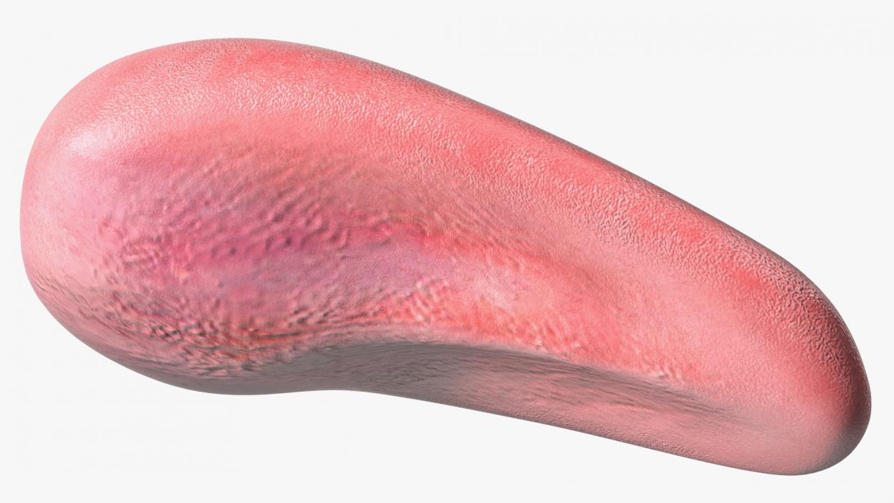 Human Tongue Rigged 3D model