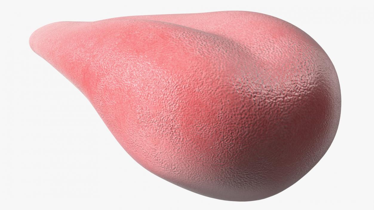 Human Tongue Rigged 3D model