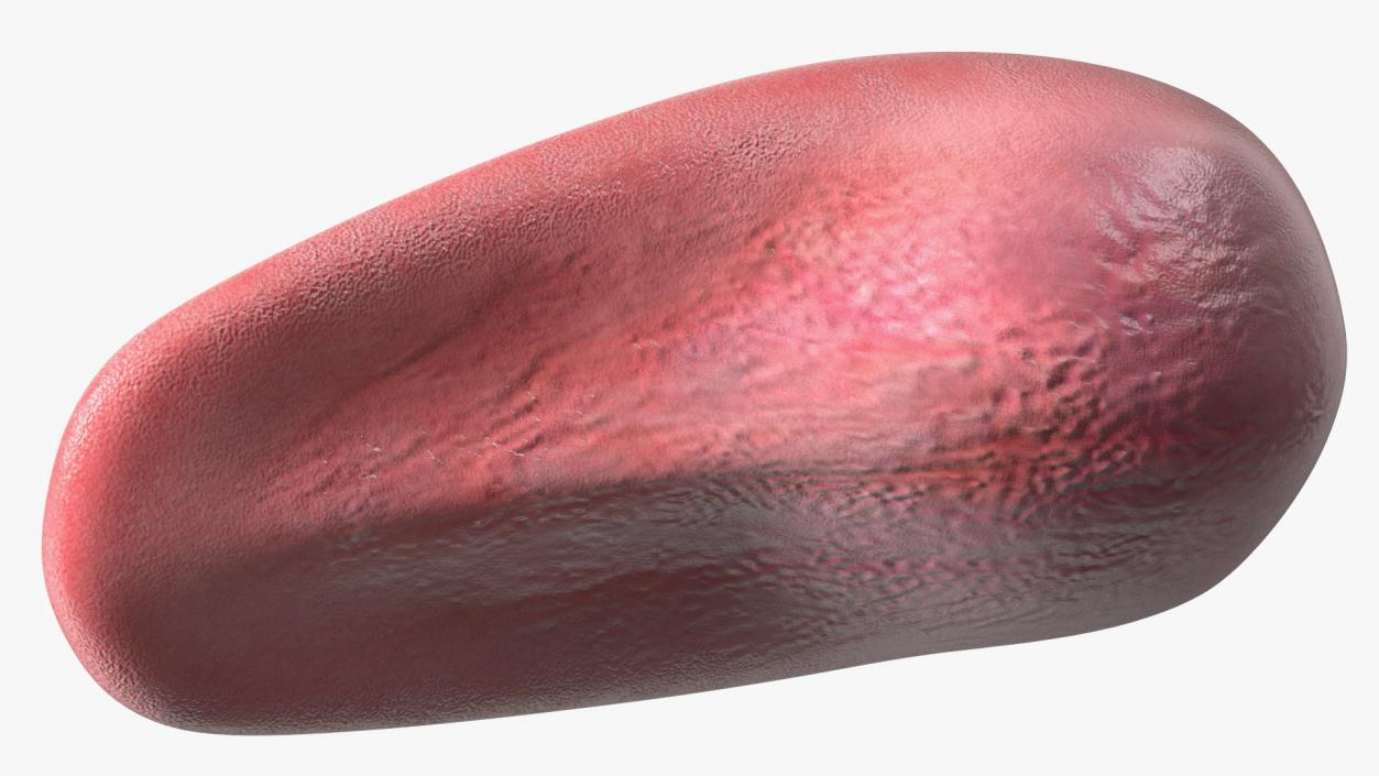 Human Tongue Rigged 3D model