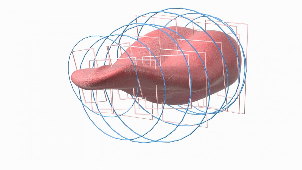 Human Tongue Rigged 3D model