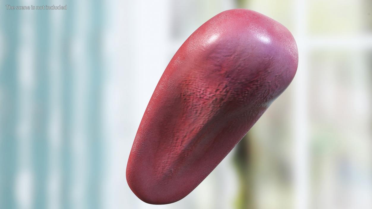 Human Tongue Rigged 3D model