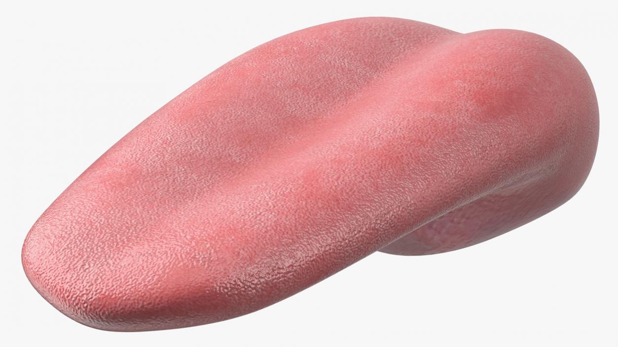 Human Tongue Rigged 3D model