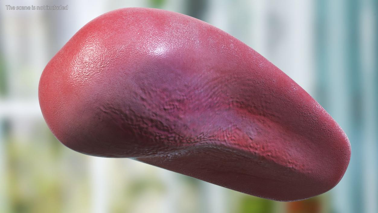 Human Tongue Rigged 3D model