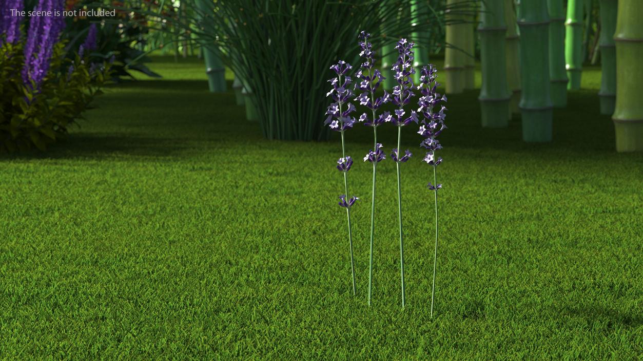 Garden Lavender Set 3D model