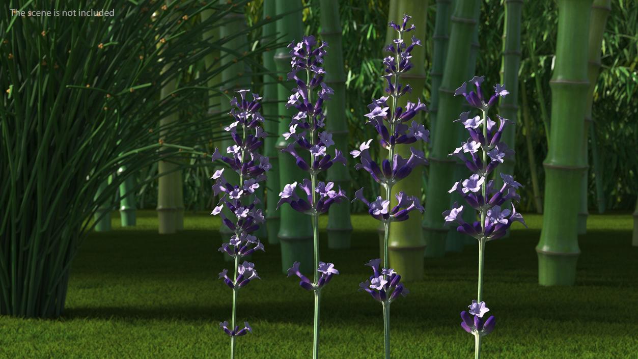 Garden Lavender Set 3D model