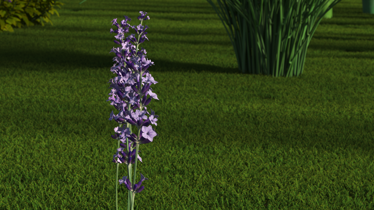 Garden Lavender Set 3D model