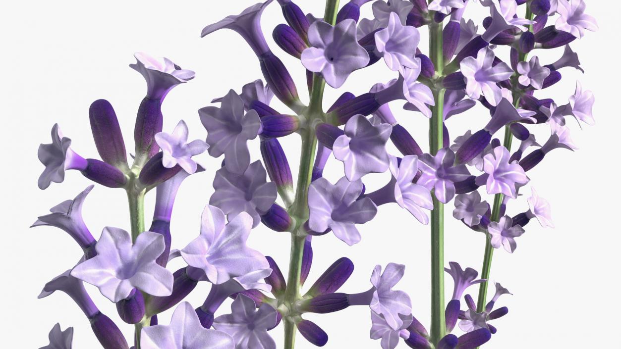 Garden Lavender Set 3D model