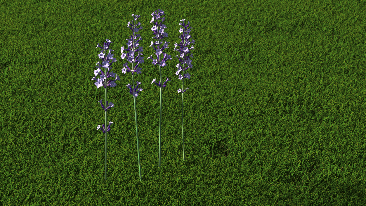 Garden Lavender Set 3D model