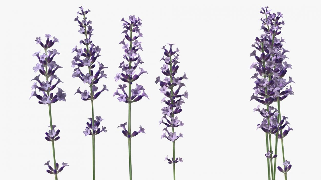 Garden Lavender Set 3D model