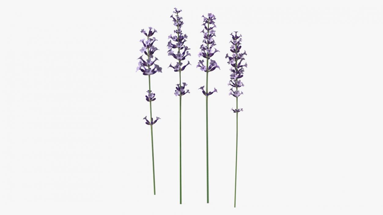 Garden Lavender Set 3D model